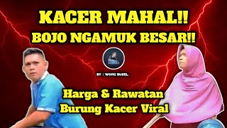 KACER MAHAL BOJO EMOSI | Rawat Harian Agar Mental Fighter Gacor On Buka Ekor | Simulasi Kacer Lomba
