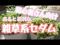 【多肉植物セダム】初心者さん向け/寄せ植えに使える雑草系セダムまとめ