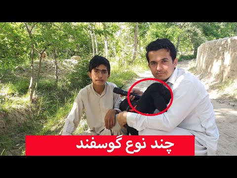 تصویری: ساق گوسفند بره پر از سلوگونی