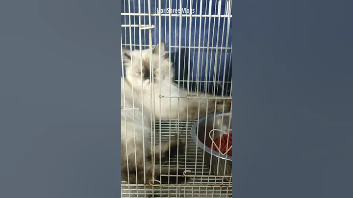 Watch the video about August 8🐈| International Cat Day😸| Himalayan Cat|Persian Cat #shorts #harishreevlogs #cat #youtube