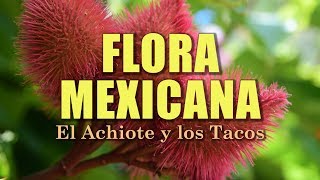 Achiote (Bixa orellana) | La Flora de México