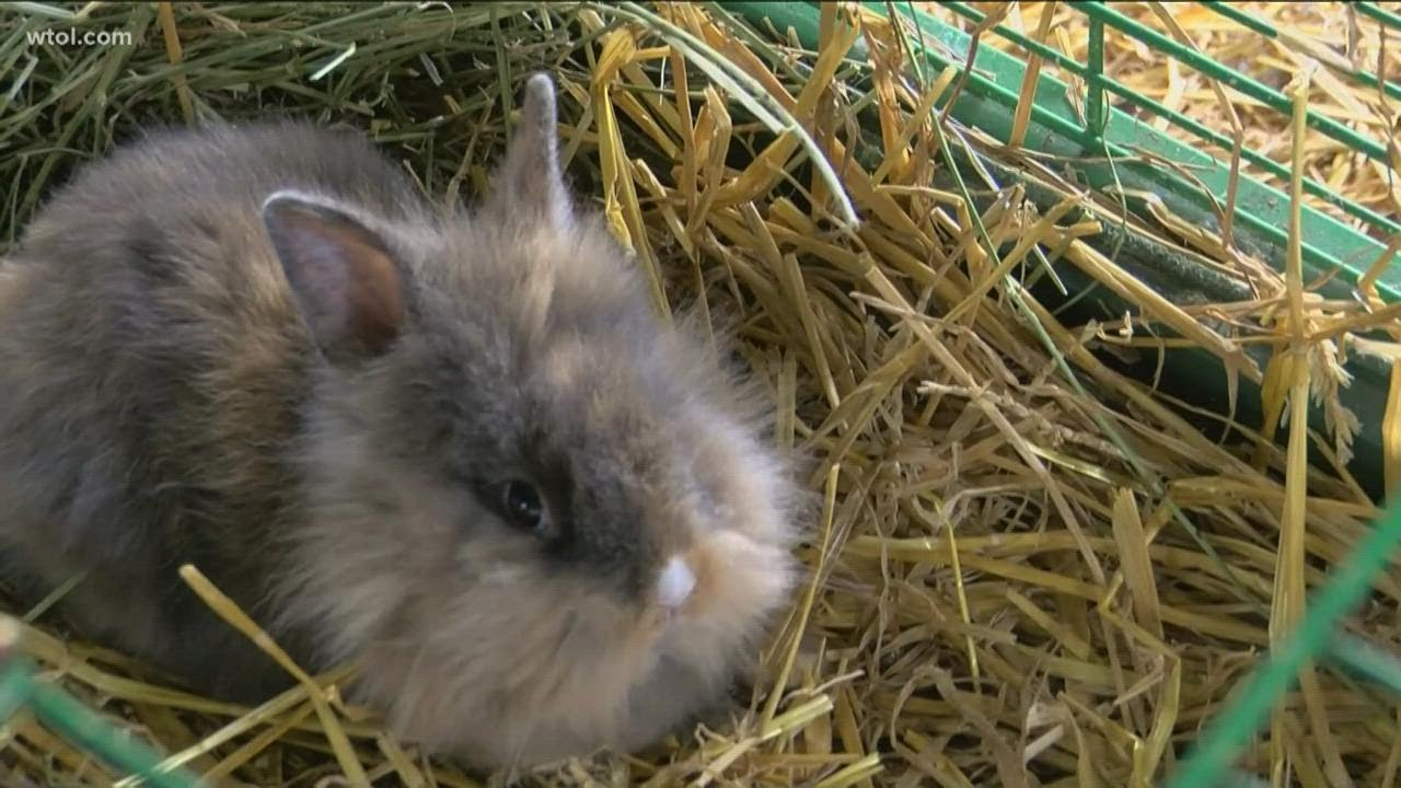 Country Lane Tree Farm hosting Easter celebration