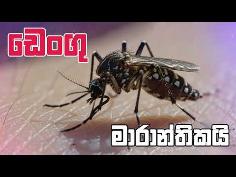ඩෙංගු මාරාන්තිකයි.