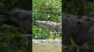 Dont Fall in the River!!