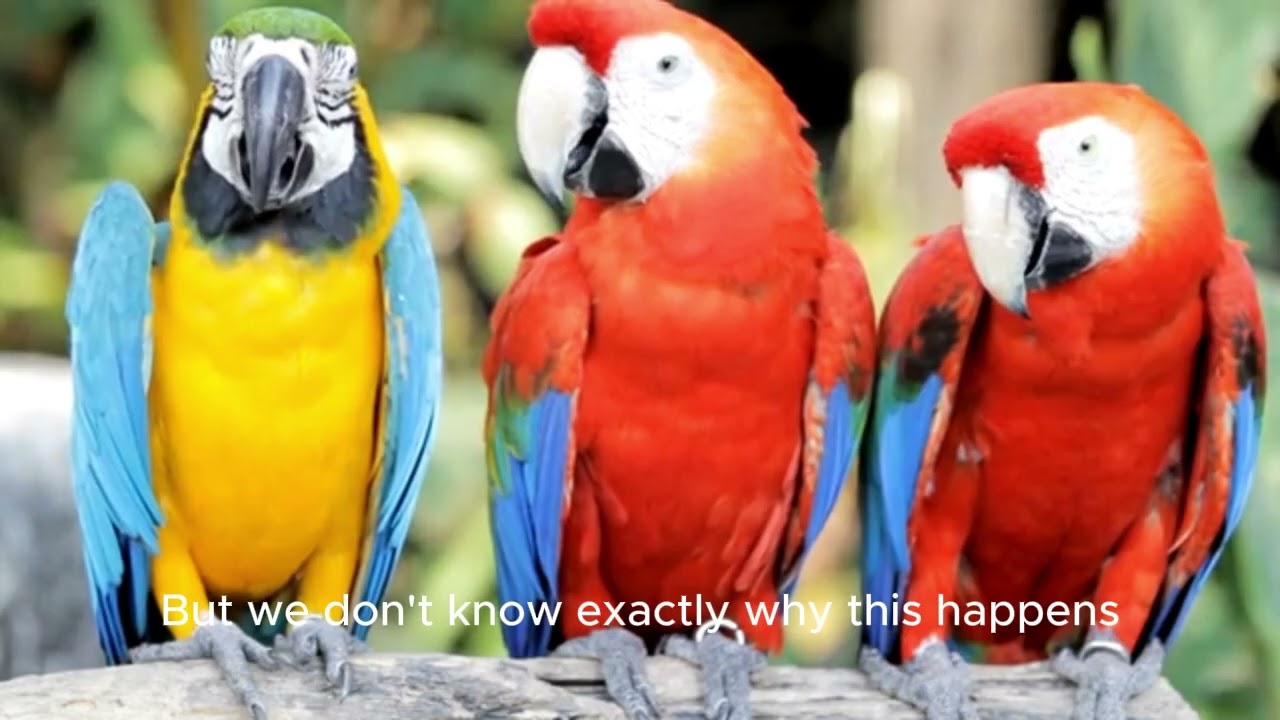 Why Are Flamingos Pink  The Colorful Truth