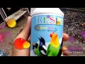 Vitamin Burung Lovebird Yang Bagus