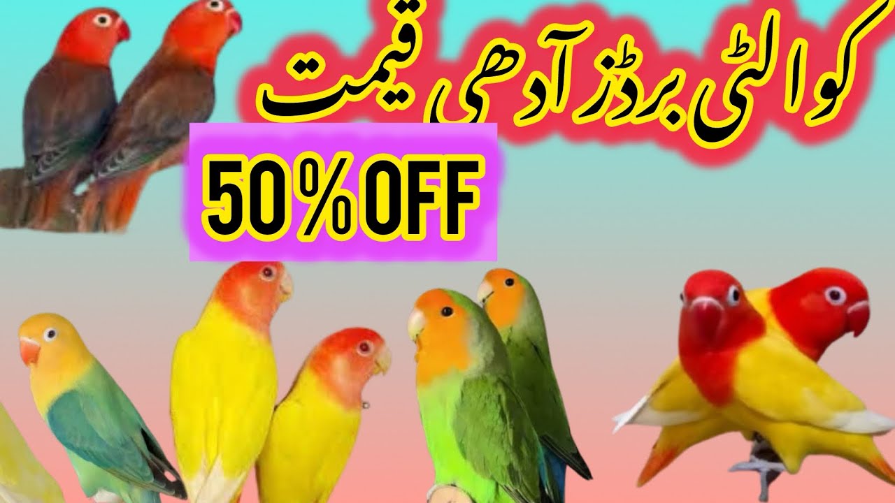 Top Quality Birds 50% off today Rosicoli oplines | Latino opplines | commercial | Islamabad Pets