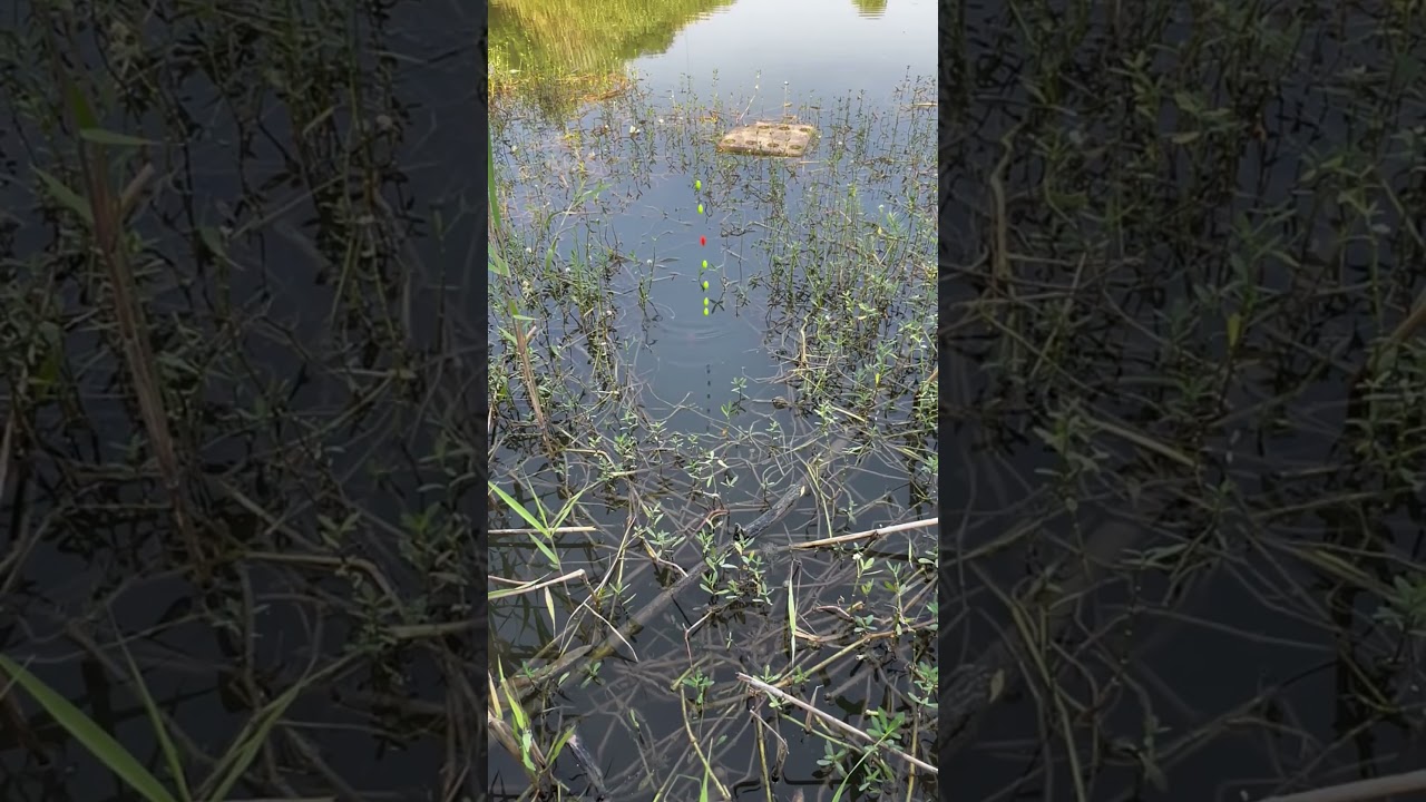 Superb bait for two fish in a row.
