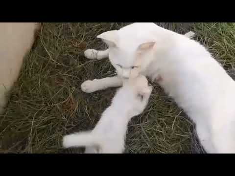 🐈 Cat mom nursing and feeding milk her cute kitten#cat#kitten#nursing#feeding