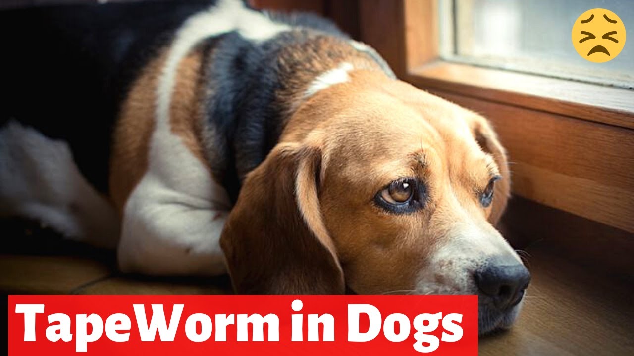What are Symptoms of Tapeworms in Dogs? How to prevent them? YouTube
