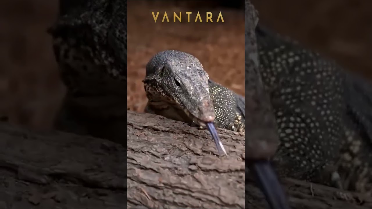 Vision turned into sanctuary: 