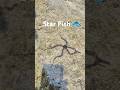 starfish 🐟#trending #ytshorts #viral #sea #starfish #army #armywife #shorts