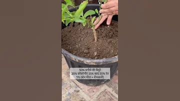 How To Grow Lemon 