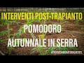 Coltivazione Pomodoro Autunnale in Serra | Trattamenti POST-Trapianto