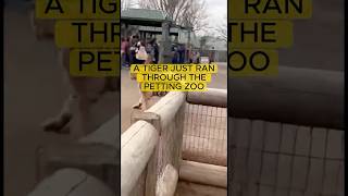 A Tiger Sprinted Past Us At The Petting Zoo