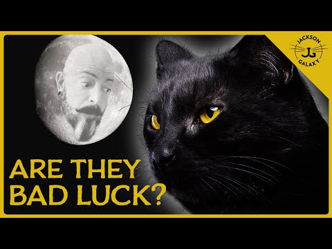Videó: Amikor fekete macskák leselkednek, és a sütőtök ragyog?