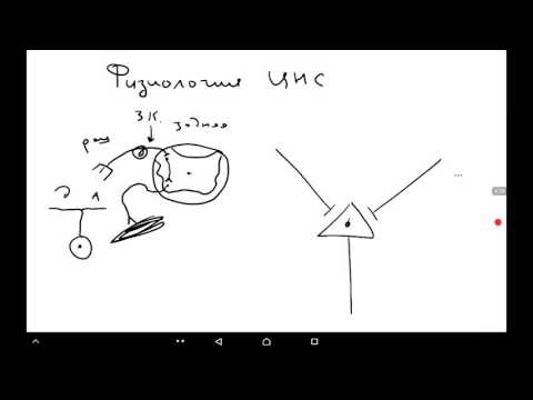 Видео: Исследование эффективности применения флураланера (Bravecto®) против заражения Ixodes Holocyclus на кошках