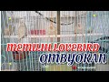 Memilih Lovebird Ombyokan Prospek Kicau Favorit Mp3 - Mp4 Download