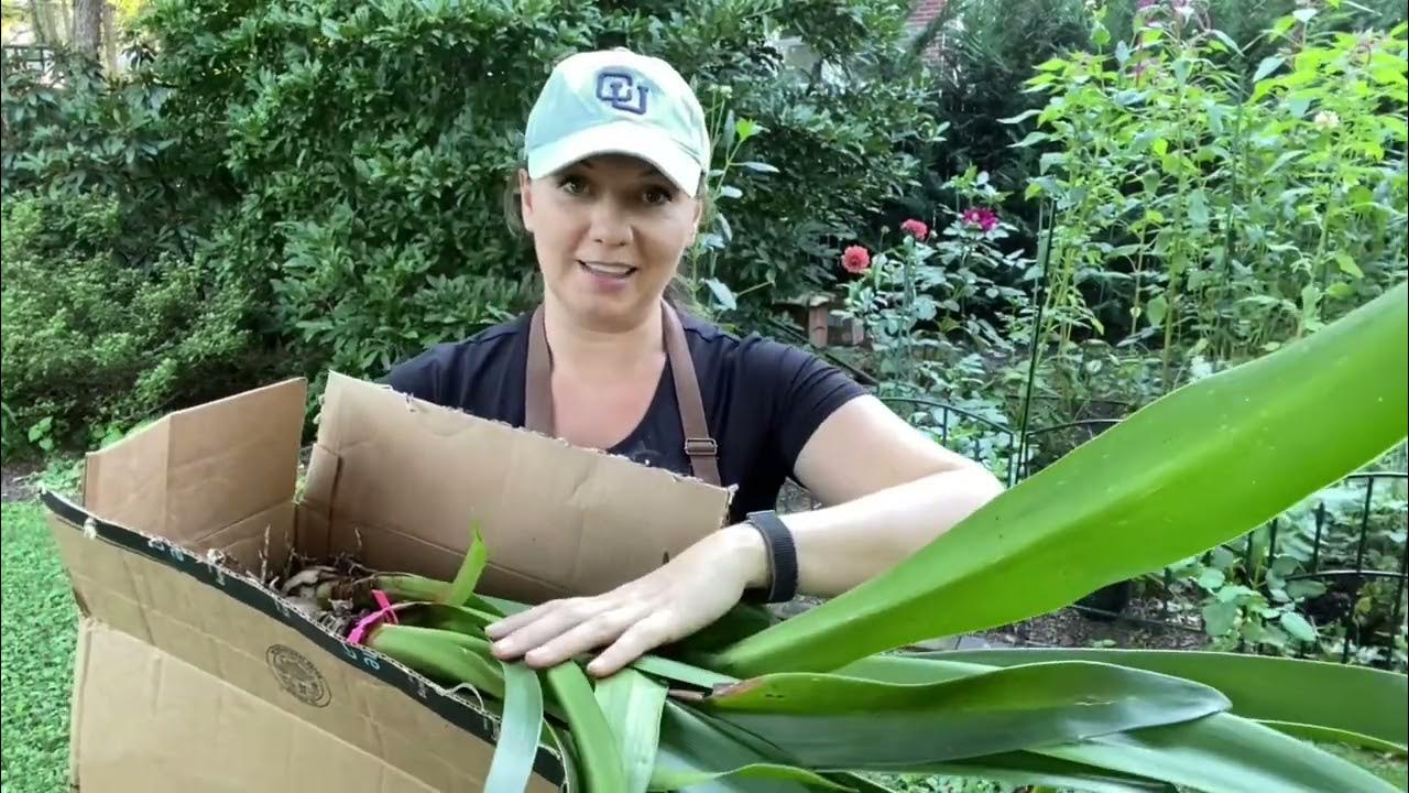 🌸 How to Place Amaryllis into Dormancy 🌸 YouTube