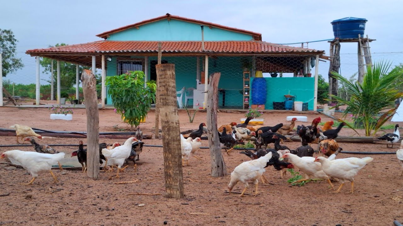 Dia De Chuva Bem Frio aqui Na roça, Minha vida Tranquila Com minha família eos Animais um paraíso
