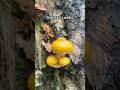 What else could you want? #autumn #fall #rural #countryside #wales #holloway #road #rain #mushroom