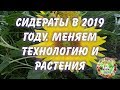 Сидераты в 2019 году. Меняем технологию и растения