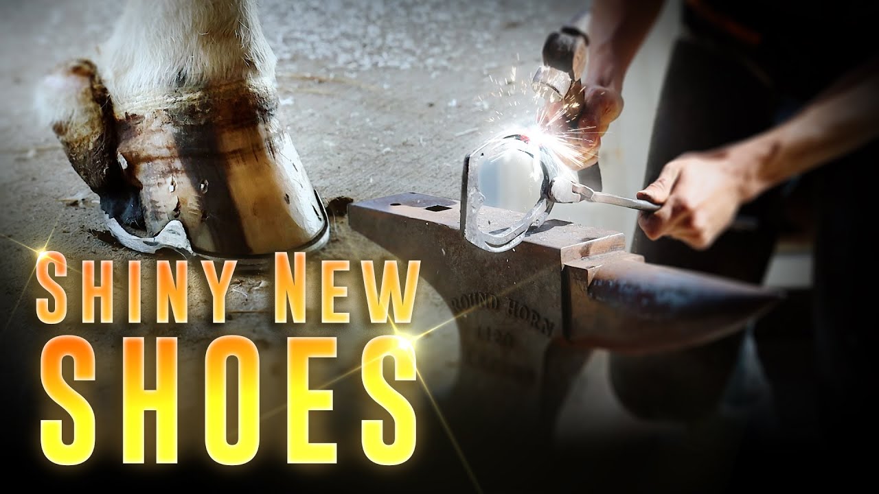 Shiny New Shoes - Horse Shelter Heroes S4E14