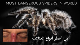 Spiders - العناكب - The Dangerous Insect In All The World - Let's see How // In 4K Ultra HD by EPIC CLIPS 134 views 3 years ago 13 minutes, 30 seconds