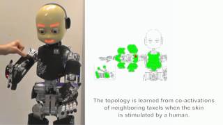 The robot homunculus: learning of artificial skin representation inspired by the brain