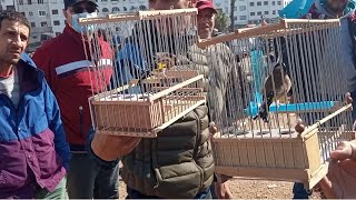 سوق القريعة الطيور  تعرف على اثمنة جميع الطيور المغردة وزينة(66)