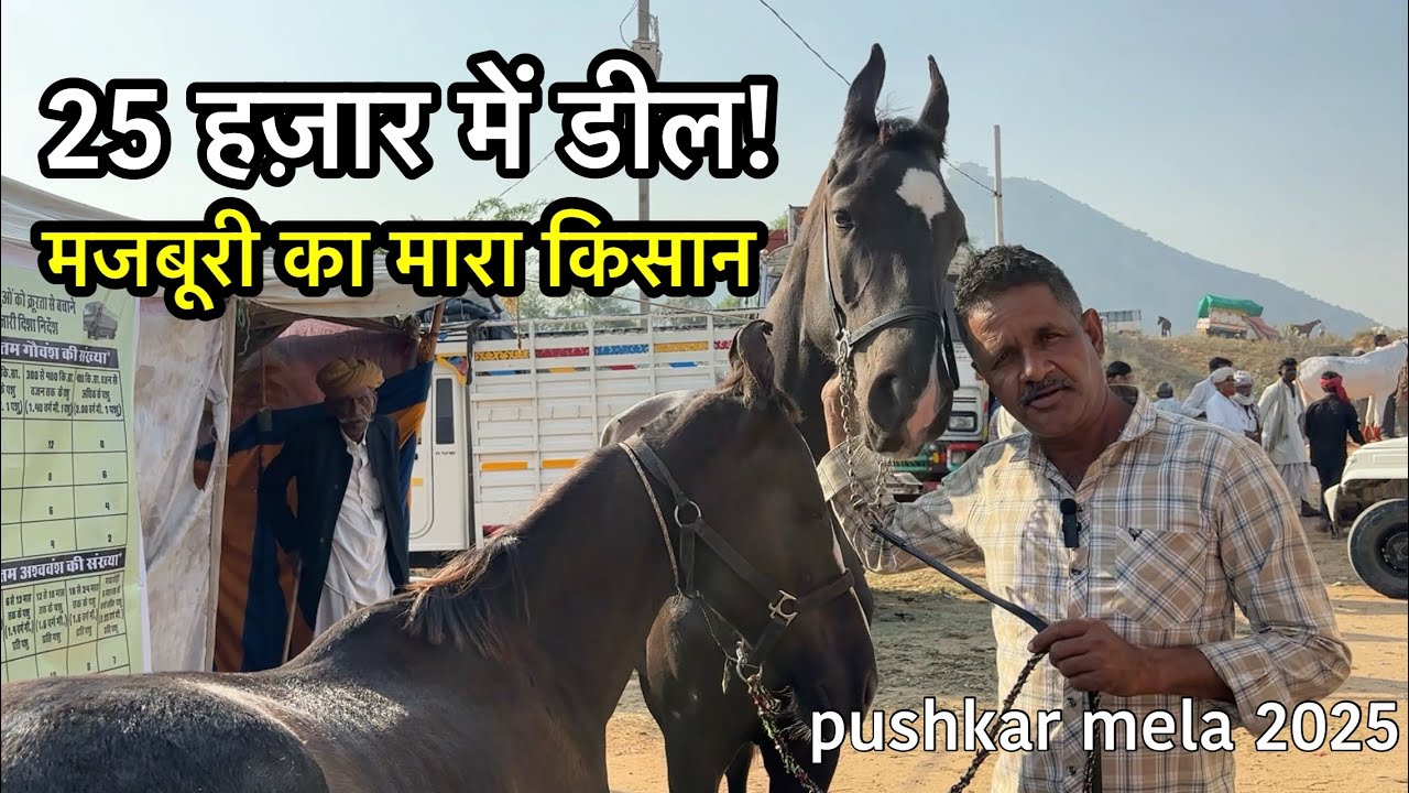 25 हजार में डील | राजस्थानी किसान की मारवाड़ी घोड़ी और कोल्ट | pushkar mela 2025