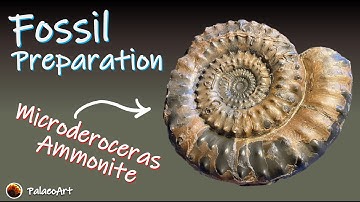 Fossil Preparation - 8” Microderoceras ammonite from Lyme Regis, Dorset