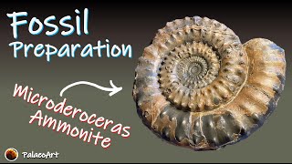 Fossil Preparation - 8” Microderoceras ammonite from Lyme Regis, Dorset