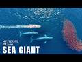 Atlantic Ocean Giants | The Colossal Creatures That Still Rule the Deep Sea