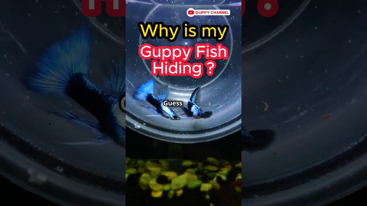 Уход за рыбками гуппи. Почему моя рыбка гуппи прячется? 