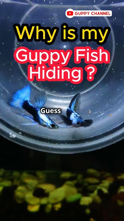 Guppy Fish Care Why Is My Guppy Fish Hiding fishtank guppychannel guppy-fish-care-why-is-my-guppy-fish-hiding-fishtank-guppychannel