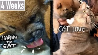 Shiba Puppies 4 Weeks Old || Starting To Eat & Getting Cat Love || by Momo The Shiba 135 views 1 year ago 1 minute, 50 seconds