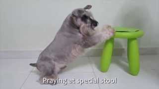 Fun & Amazing Dog Tricks starring Shadow the mini schnauzer