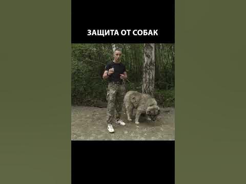 Средства самообороны от собак #shorts #самооборона #баллончик - YouTube