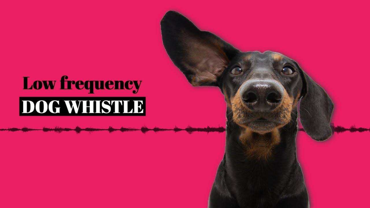 Low Frequency Dog Whistle YouTube low-frequency-dog-whistle-youtube