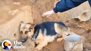 The Exact Right Guy Found A German Shepherd Chained Up On A Mountain | The Dodo