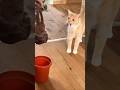 “Cat vs. Prank Challenge 🐾😆