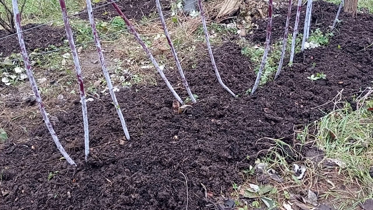 Black raspberry fertilization YouTube