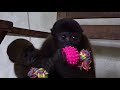 Baby woolly monkey playing with a toy