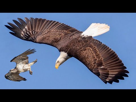 Video: Which Bird Flies The Highest