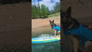 K9 Shadow 1. Mission: Save Commander Dad. Part 2. #doghumor ##dogvoiceover #shorts