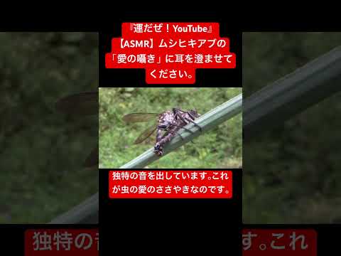 【ASMR】ムシヒキアブの「愛の囁き」に耳を澄ませてください。 #sdgs #虫の音 #bug #sound #asmr #yt #mating #video #environment #交尾の音