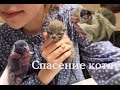 Спасение котят🐱Печальная история