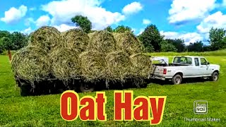 Cutting, Raking, Baling, and Wrapping Oats for Hay