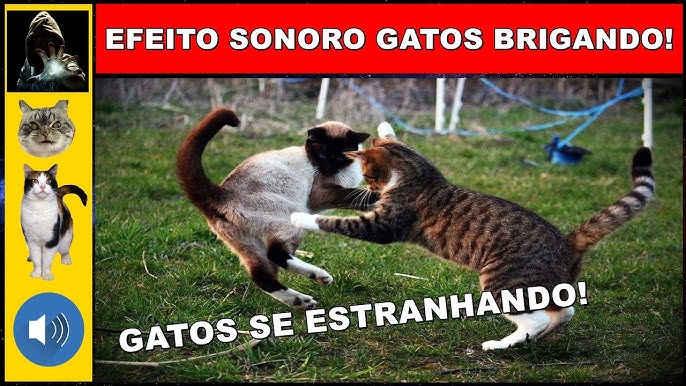 11 SONS DE GATOS e seus SIGNIFICADOS 